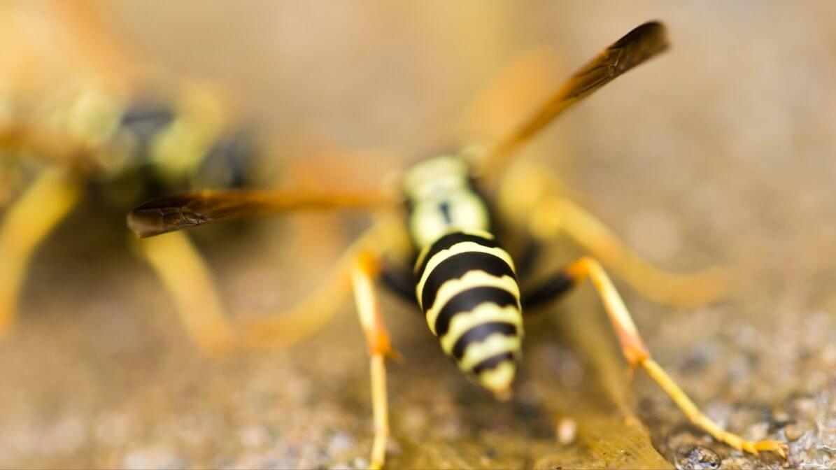 Tebuan Dilaluan Yang Sama | Innovative Pest Sdn Bhd Tebuan Dilaluan Yang Sama