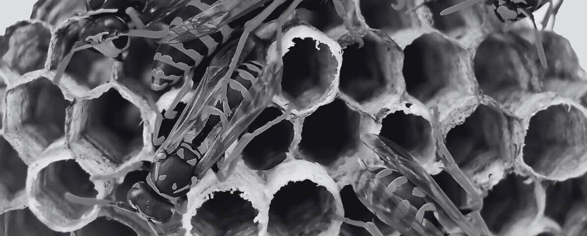 Types of Wasps in Malaysia Discover Their Hidden World | Innovative Pest Sdn Bhd Types of Wasps in Malaysia Discover Their Hidden World