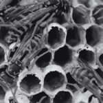 Types of Wasps in Malaysia Discover Their Hidden World | Innovative Pest Sdn Bhd Types of Wasps in Malaysia Discover Their Hidden World