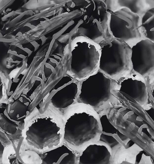 Types of Wasps in Malaysia Discover Their Hidden World | Innovative Pest Sdn Bhd Types of Wasps in Malaysia Discover Their Hidden World