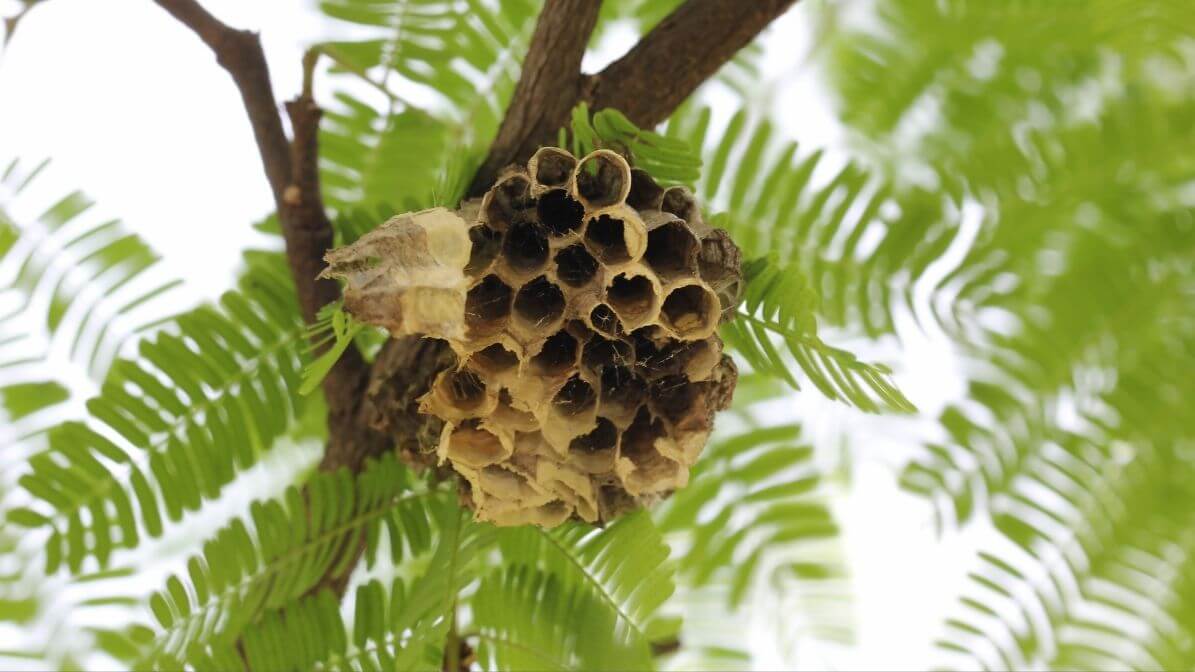 Types of Wasps in Malaysia Discover Their Hidden World | Innovative Pest Sdn Bhd Types of Wasps in Malaysia Discover Their Hidden World