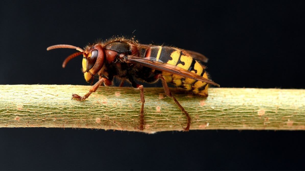 Types of Wasps in Malaysia - Vespa | Innovative Pest Sdn Bhd Types of Wasps in Malaysia - Vespa
