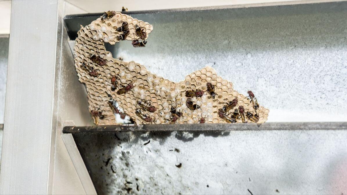 Wasp Nesting in Building Overhangs | Innovative Pest Sdn Bhd Wasp Nesting in Building Overhangs