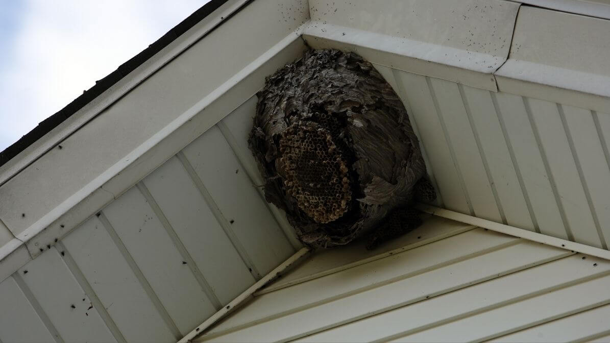 Wasp Nesting in Ceiling or Roof Spaces | Innovative Pest Sdn Bhd Wasp Nesting in Ceiling or Roof Spaces