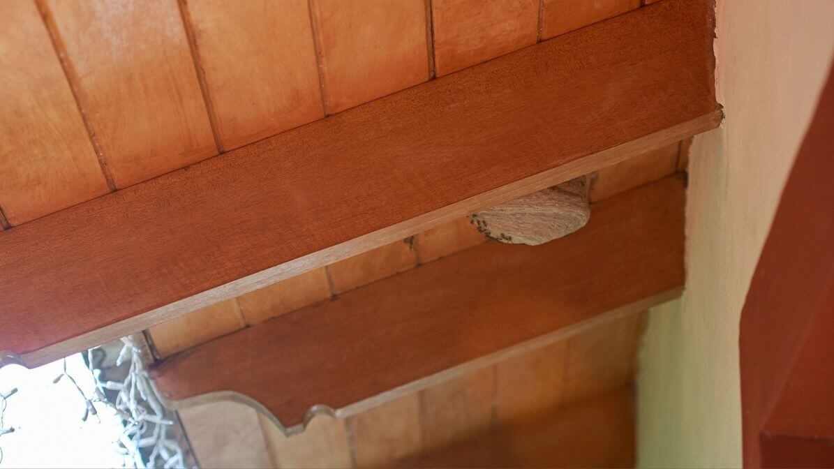 Wasp Nesting in Sheds | Innovative Pest Sdn Bhd Wasp Nesting in Sheds