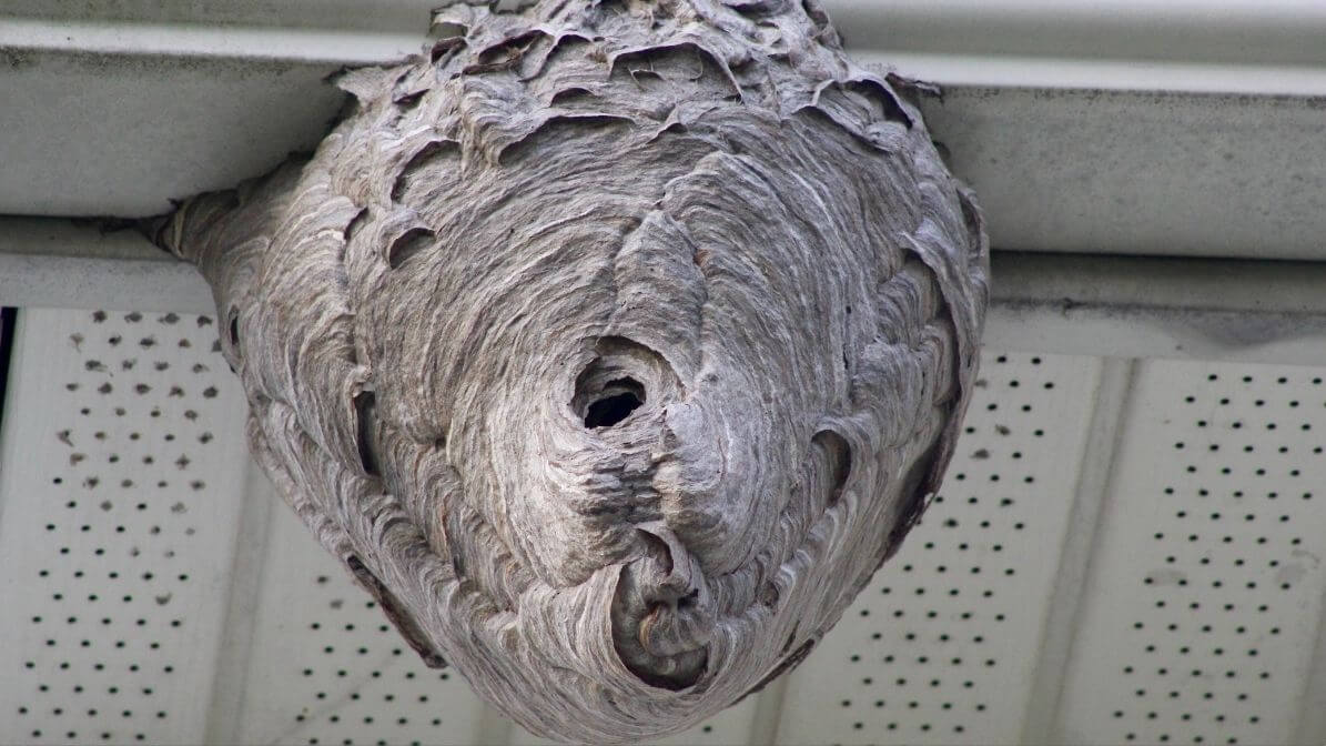 Wasp Nesting in Structural Gaps | Innovative Pest Sdn Bhd Wasp Nesting in Structural Gaps