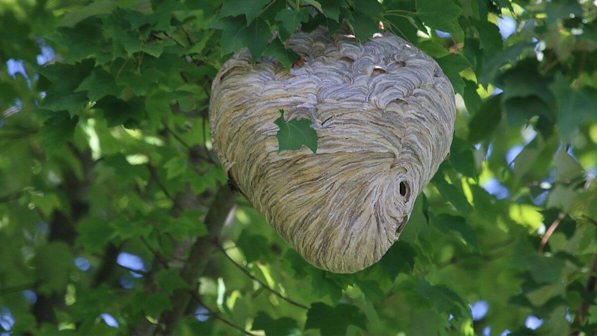 Wasp Nesting in Trees and Shrubs | Innovative Pest Sdn Bhd Wasp Nesting in Trees and Shrubs