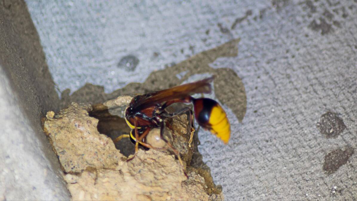 Wasp Nesting in Ventilation Areas | Innovative Pest Sdn Bhd Wasp Nesting in Ventilation Areas