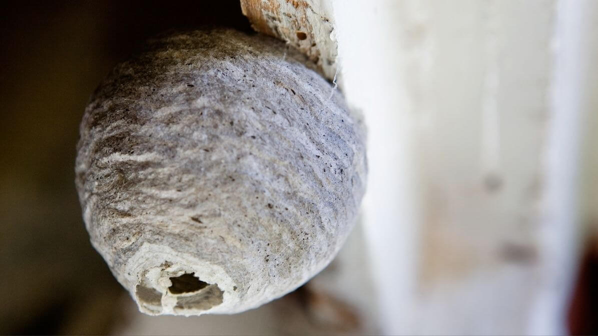 Wasp Nesting in Wall Voids | Innovative Pest Sdn Bhd Wasp Nesting in Wall Voids