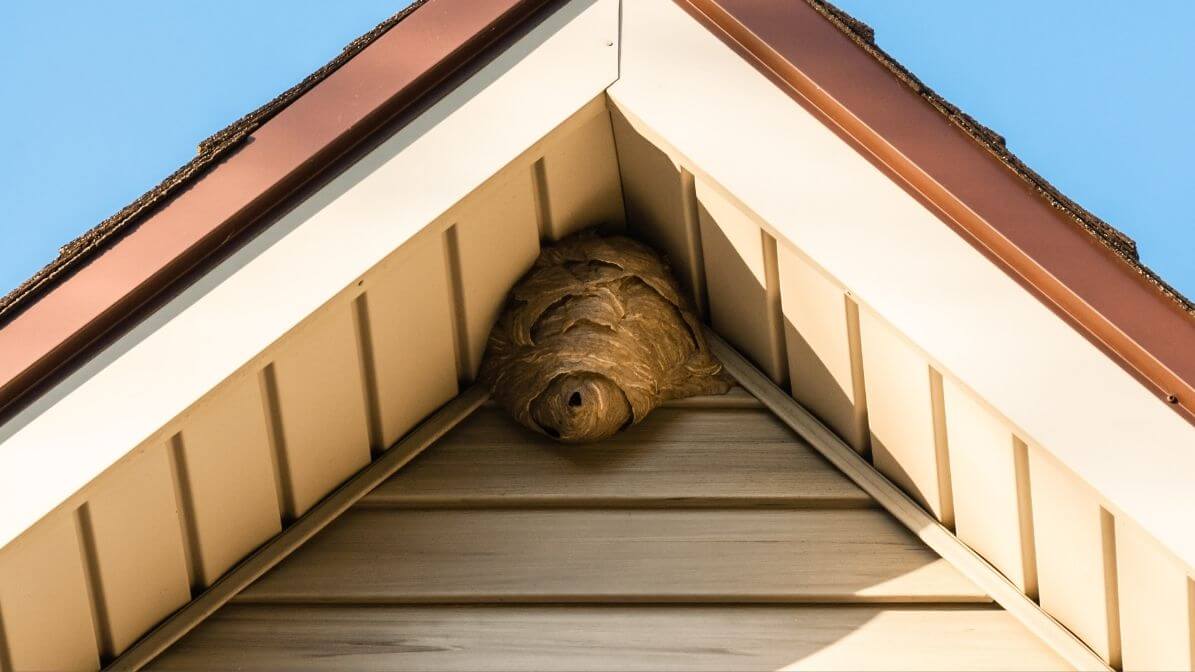 Wasp Nesting on Roof Eaves | Innovative Pest Sdn Bhd Wasp Nesting on Roof Eaves