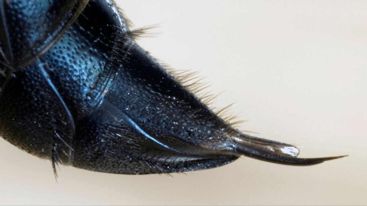 Wasp Sting - Check the Sting Site | Innovative Pest Sdn Bhd Wasp Sting - Check the Sting Site