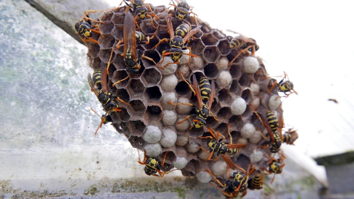 Kesan Sengatan Tebuan-Kenali Tanda Bahaya Sebelum Terlambat | Innovative Pest Sdn Bhd Kesan Sengatan Tebuan-Kenali Tanda Bahaya Sebelum Terlambat