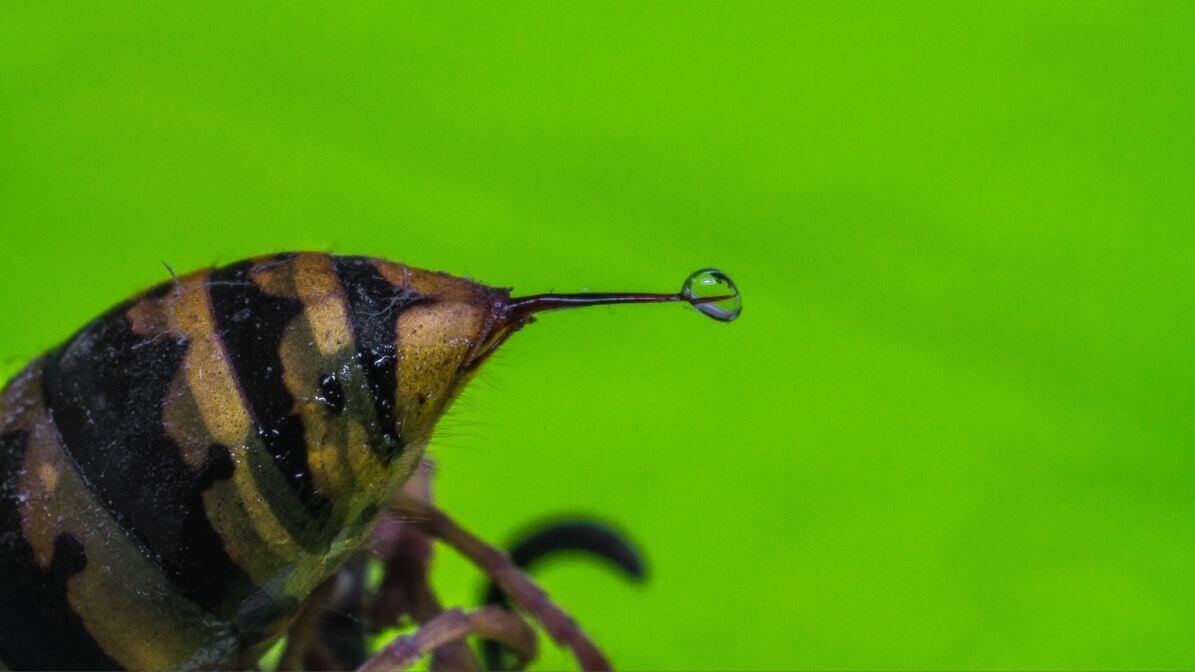 Sengatan Tebuan - Kesan Sengatan Tebuan | Innovative Pest Sdn Bhd Sengatan Tebuan - Kesan Sengatan Tebuan